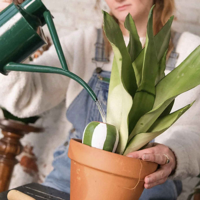 Box Trio Mini Ollas - le striate