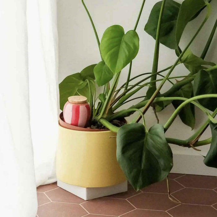 Olla - A righe rosa e rosse