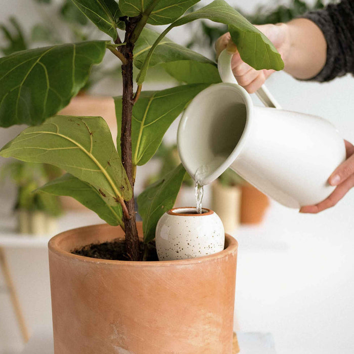 Olla - Bianco maculato