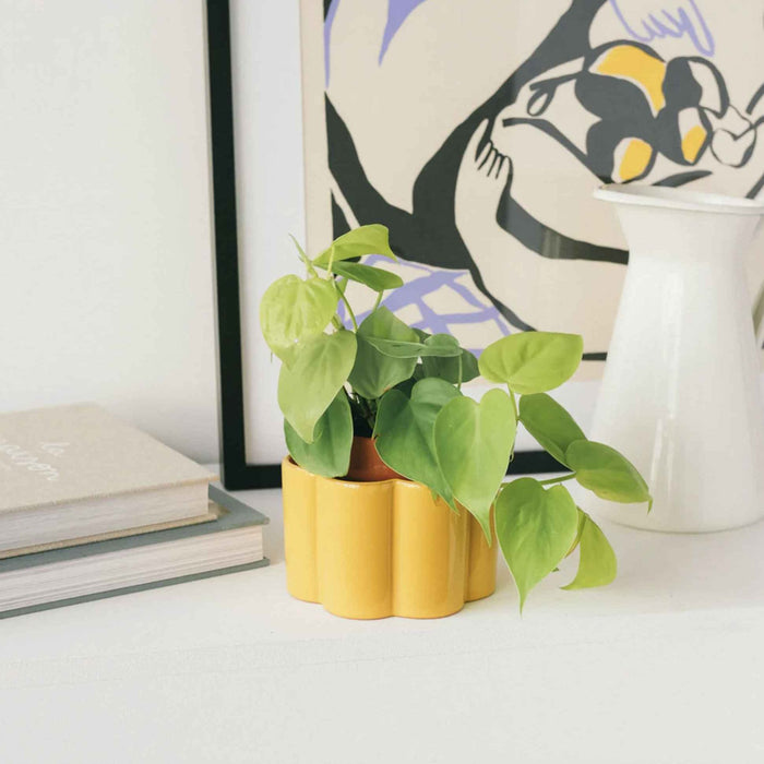 Vaso autonomo Paula - Giallo Senape