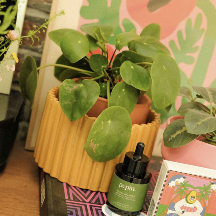 Vaso autonomo Paula - Giallo Senape