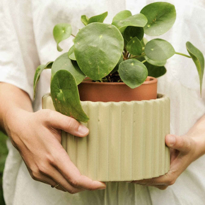 Vaso autonomo Paula - Verde