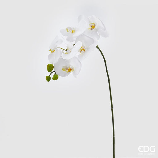 Orchidea Ramo White -  EDG -  Segni Particolari.