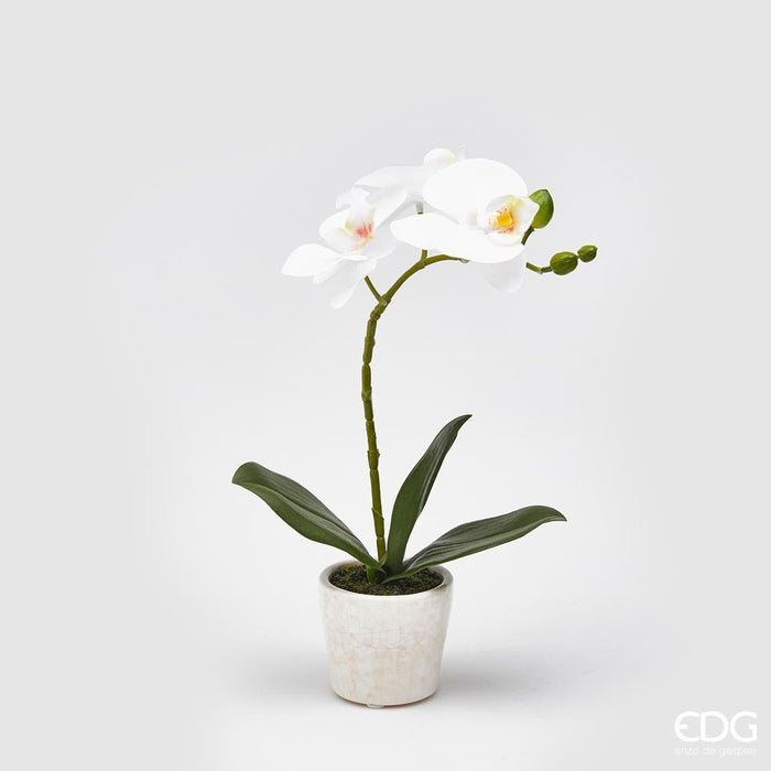 Orchidea Pianta con Vaso -  EDG -  Segni Particolari.